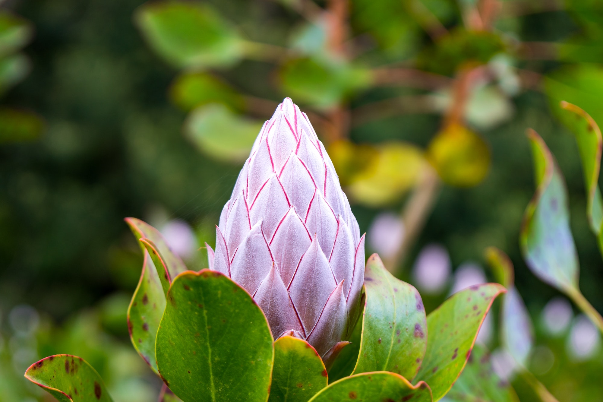 Closeup shot of a closed king protea flower