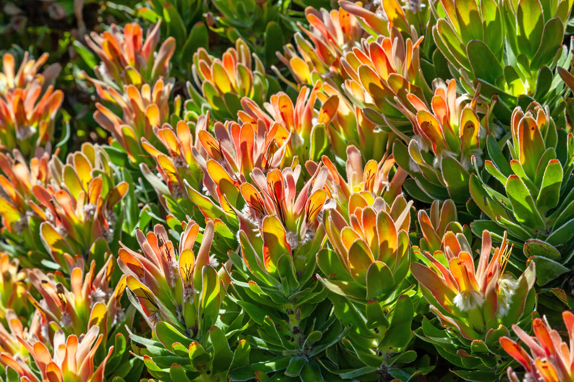 Common or Red Pagoda in Table Mountain National Park